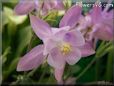 white pink columbine flower