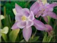 white pink columbine flower