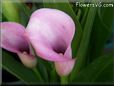 pink white calla lily flower