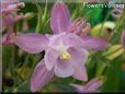 white pink columbine flower
