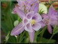 white pink columbine flower