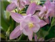 white pink columbine flower