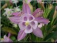 white pink columbine flower