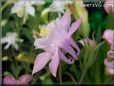 white pink columbine flower