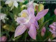 white pink columbine flower