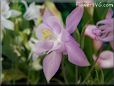 white pink columbine flower