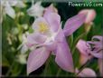 white pink columbine flower