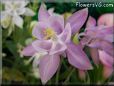 white pink columbine flower