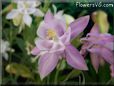 white pink columbine flower