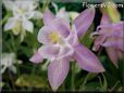 white pink columbine flower