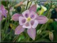 white pink columbine flower