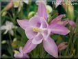 white pink columbine flower