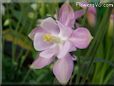 white pink columbine flower