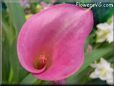 pink calla lily flower