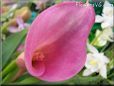  pink calla lily flower