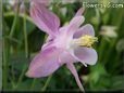 white pink columbine flower