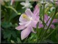 white pink columbine flower