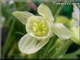 yellow columbine flower