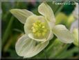 yellow columbine flower