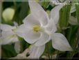white columbine flower