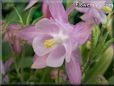 white pink columbine flower