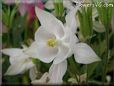 white columbine flower