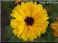 yellow calendula flower