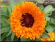 orange calendula flower