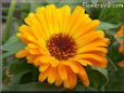 orange calendula flower