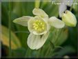 yellow columbine flower