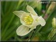 yellow columbine flower