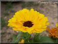 yellow calendula flower