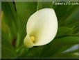 yellow calla lily flower