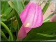 pink calla lily flower