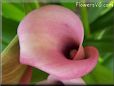 pink white calla lily flower