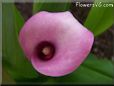 pink white calla lily flower
