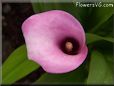 pink white calla lily flower