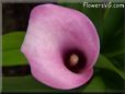 pink white calla lily flower