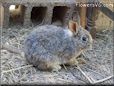 female gray rabbit