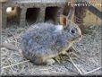 adult gray rabbit