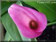 pink calla lily flower