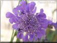 pincushion flower