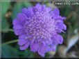 pincushion flower