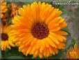 orange calendula flower