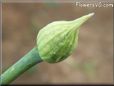 garden onion crown pictures