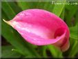 pink calla lily flower