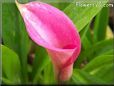 pink calla lily flower