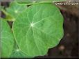 nasturtium leaf