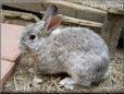 large gray rabbit