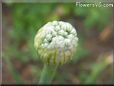 onion crown